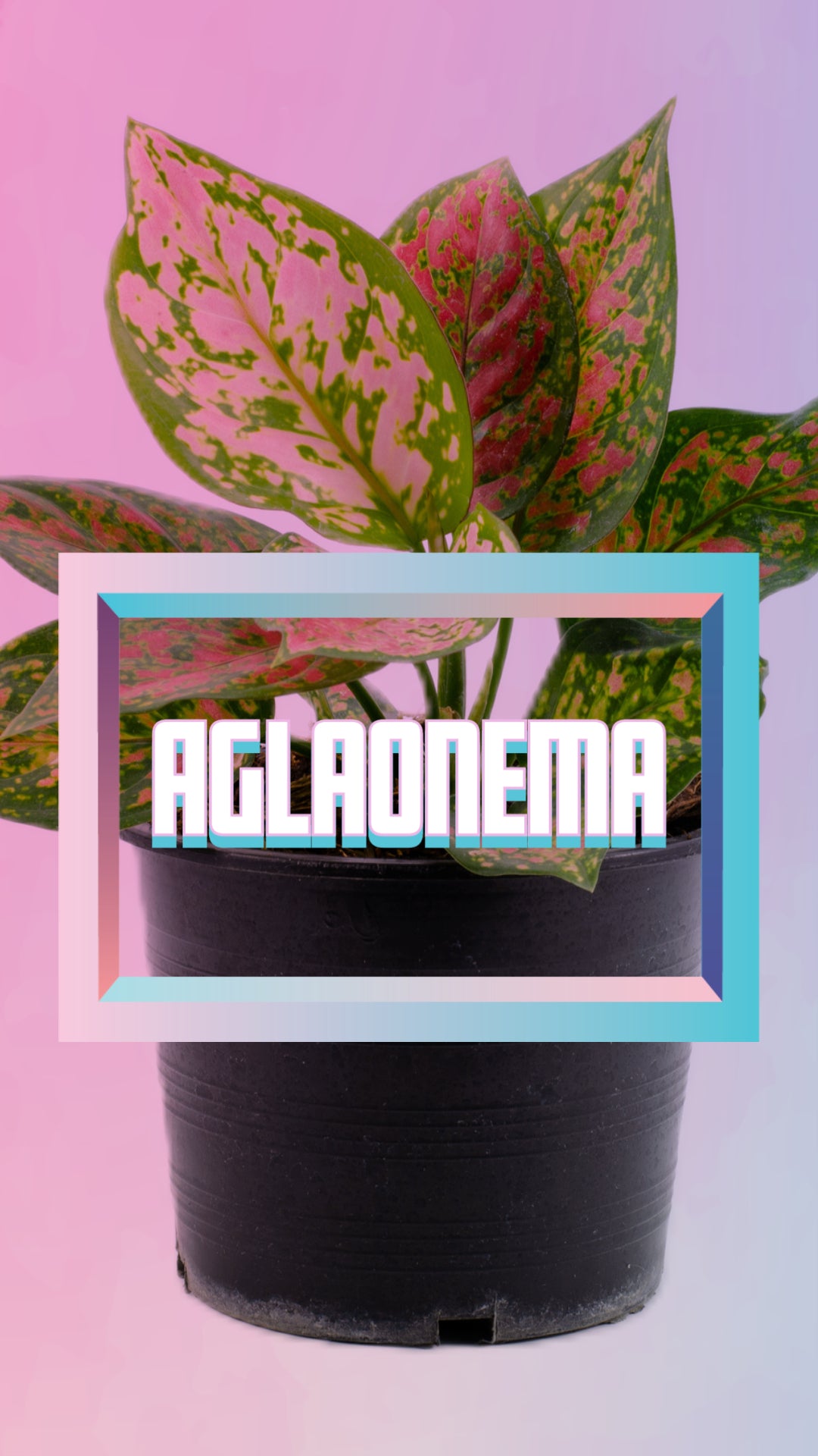 Aglaonema – Zen Botanicals & Gift Shop