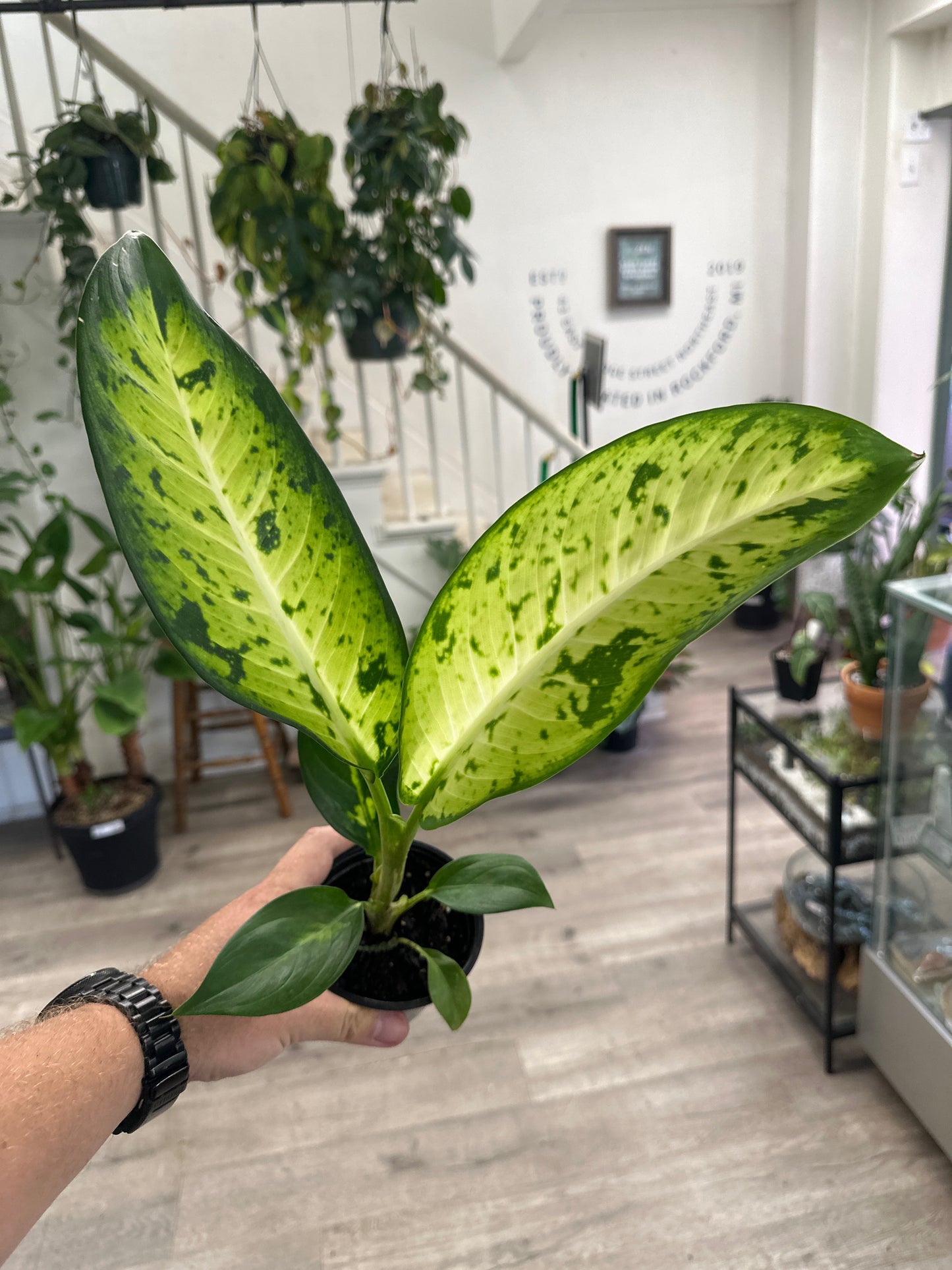 Dieffenbachia cv. (#587308591)
