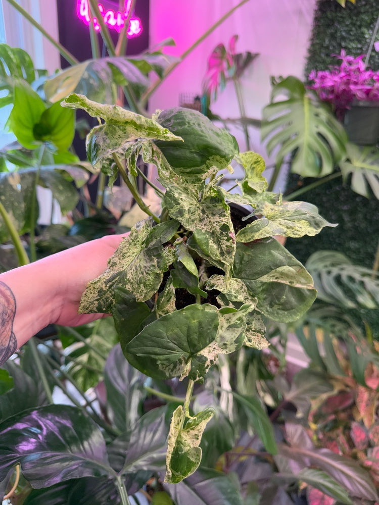 Syngonium podophyllum 'Mojito' (#332213476206)