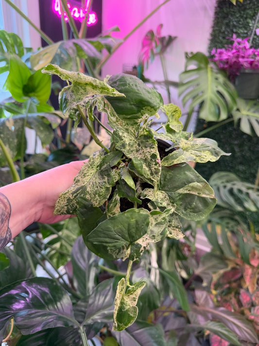Syngonium podophyllum 'Mojito' (#332213476206)