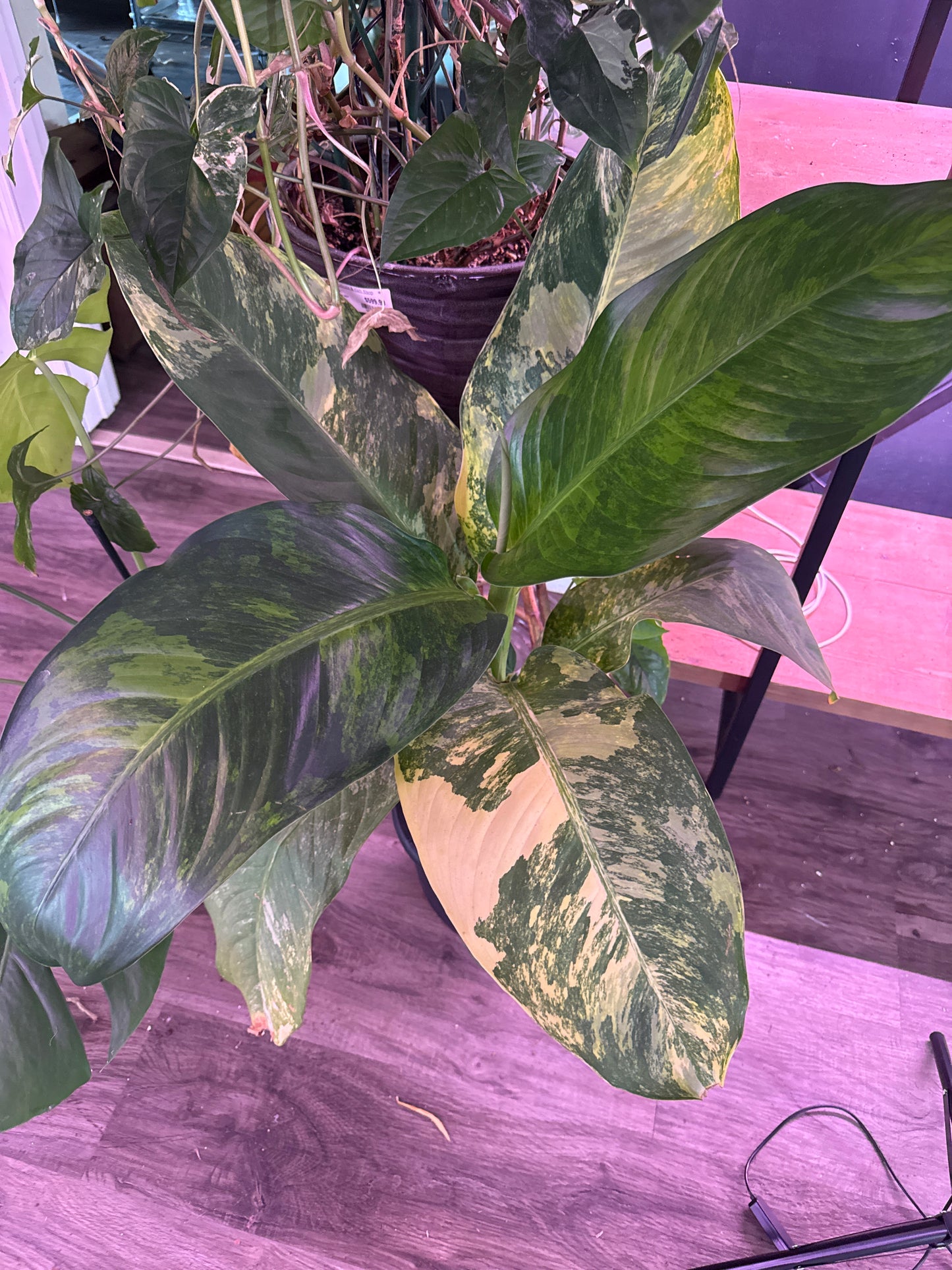 Dieffenbachia spp. 'variegated' (#095602923)
