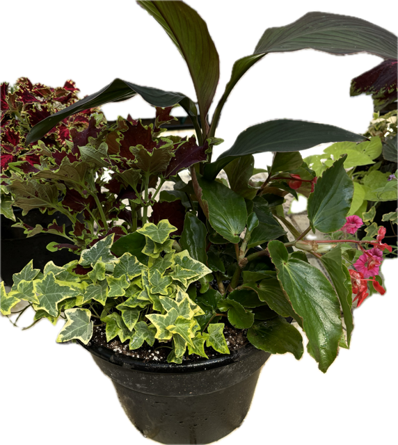 Porch Planter Workshop (5/18/2025)