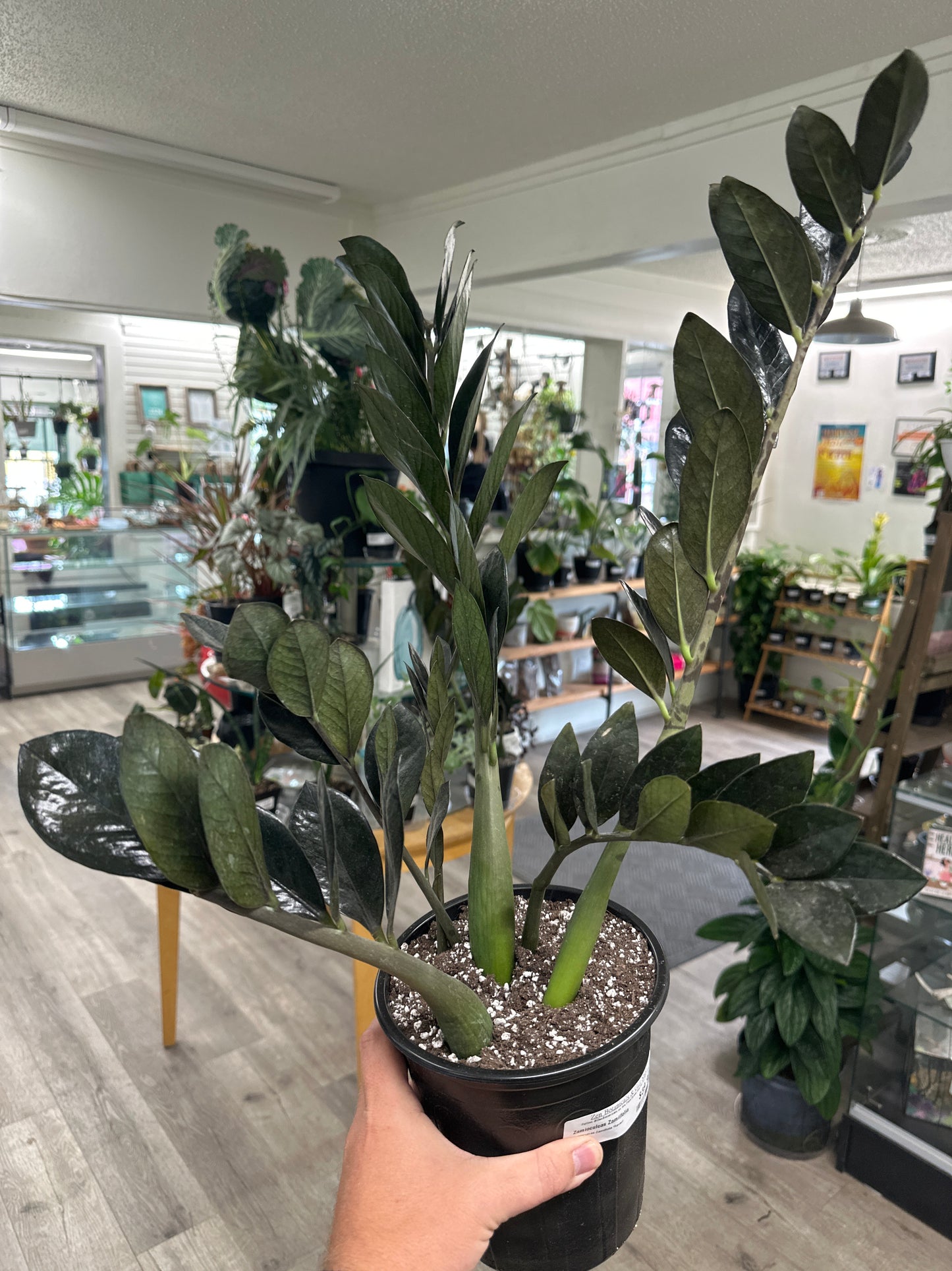 Zamioculcas Zamiifolia 'Raven' (#877233826)
