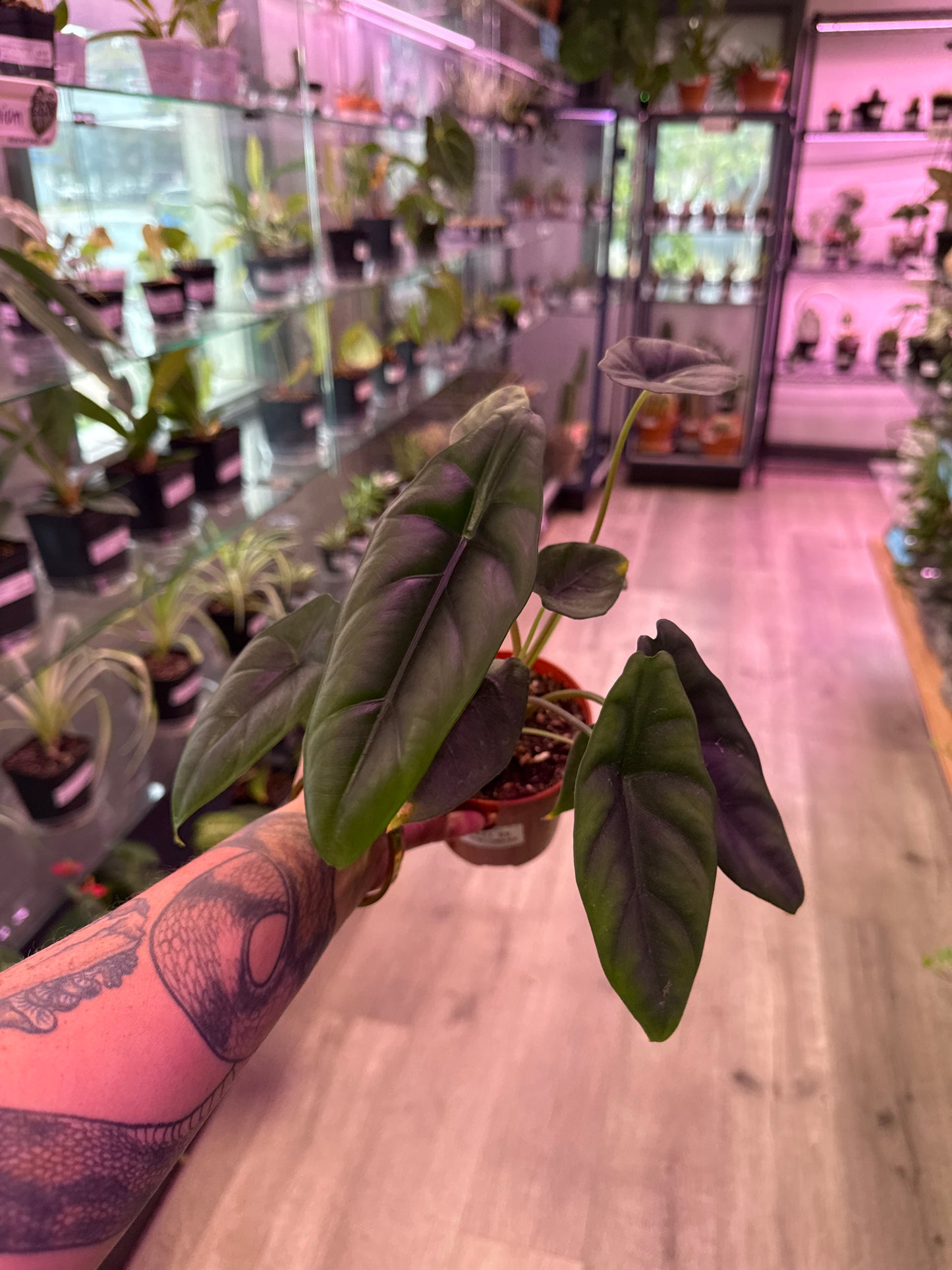 Alocasia cv. 'Venusta' (#947061502)
