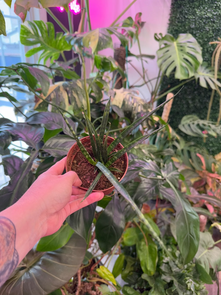 Sansevieria Bacularis Mikado (#460357070754)