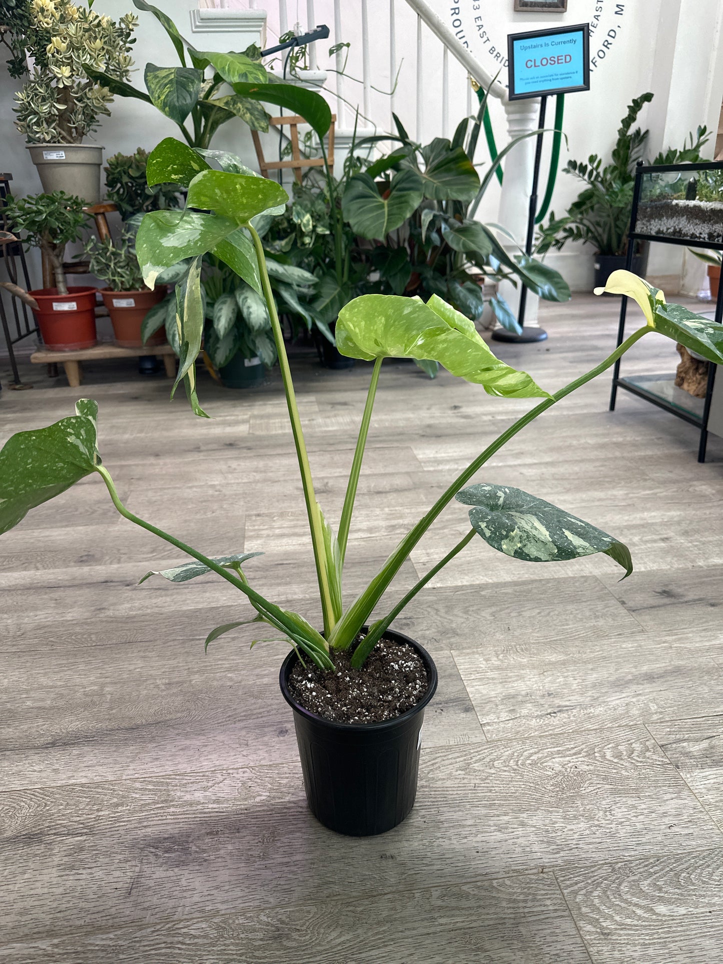 Monstera Deliciosa 'Thai Constellation' (#744691692)
