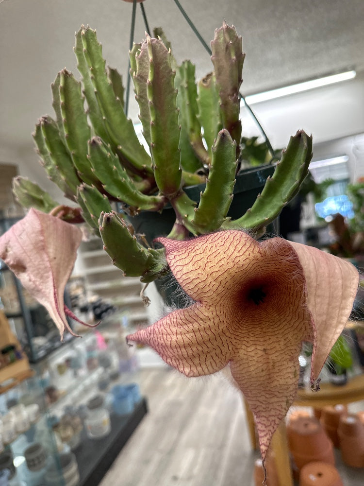 Stapelia giganteum (#605812117939)