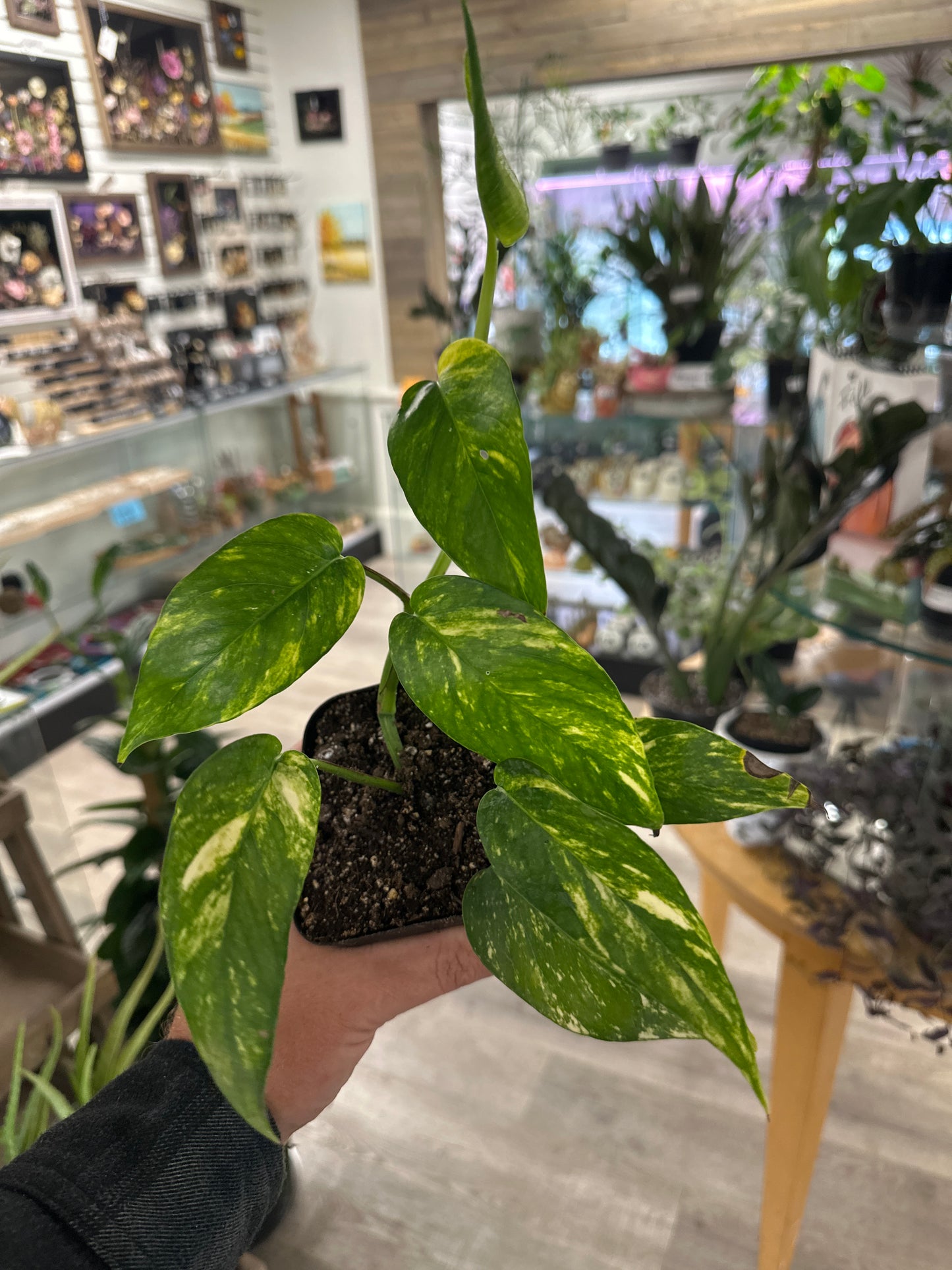 Epipremnum Aureum 'Yellow Sunrise' (#027602386)