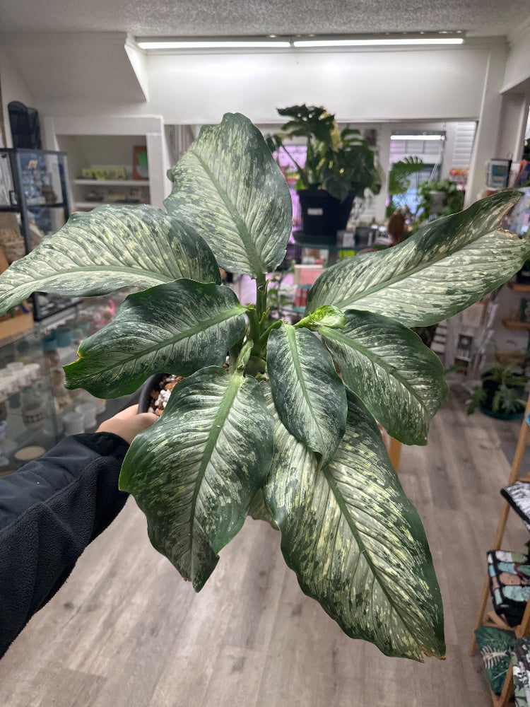 Dieffenbachia spp. (#718648953766)