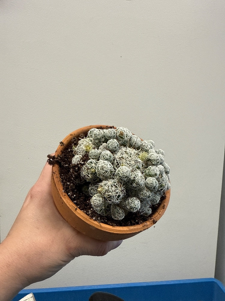 Mammilaria gracilis fragilis (#743083947724)