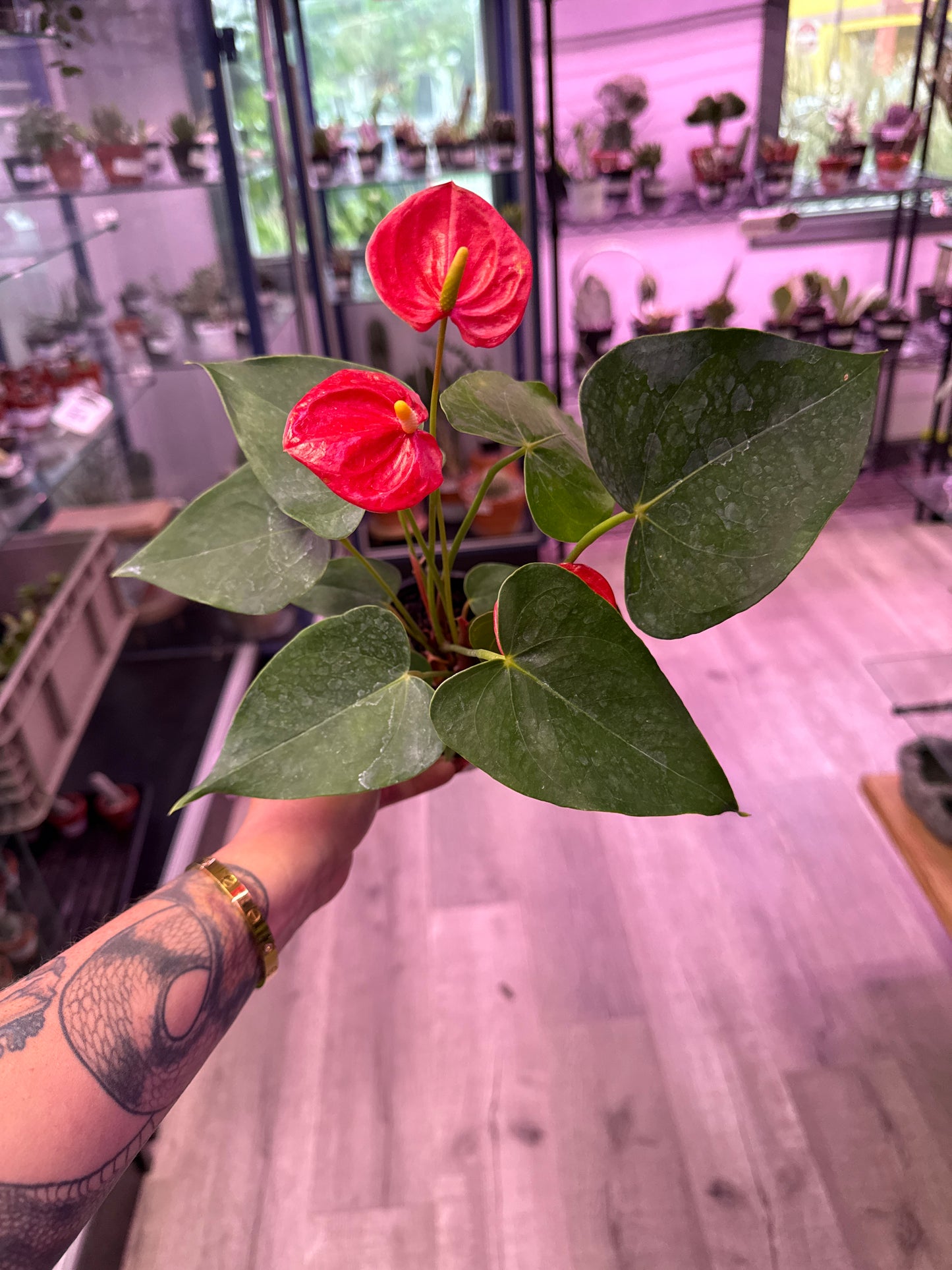 Anthurium Andraeanum 'Flamingo Lily' (#940018715)