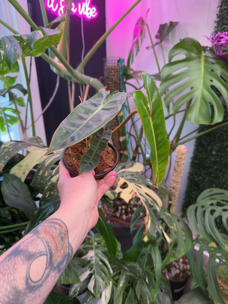 Philodendron billietiae 'Croat' (#227773550346)