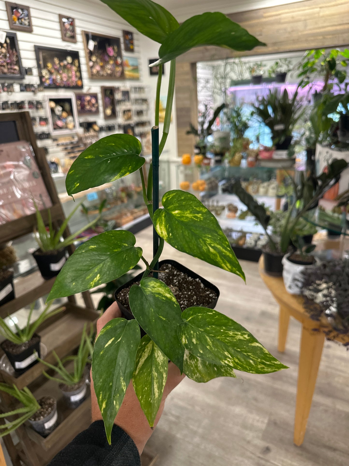 Epipremnum Aureum 'Yellow Sunrise' (#361134655)