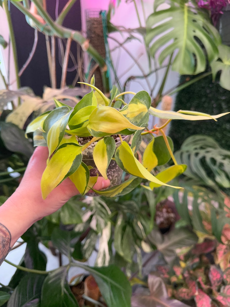 Philodendron hederaceum 'Brasil' (#539640153540)