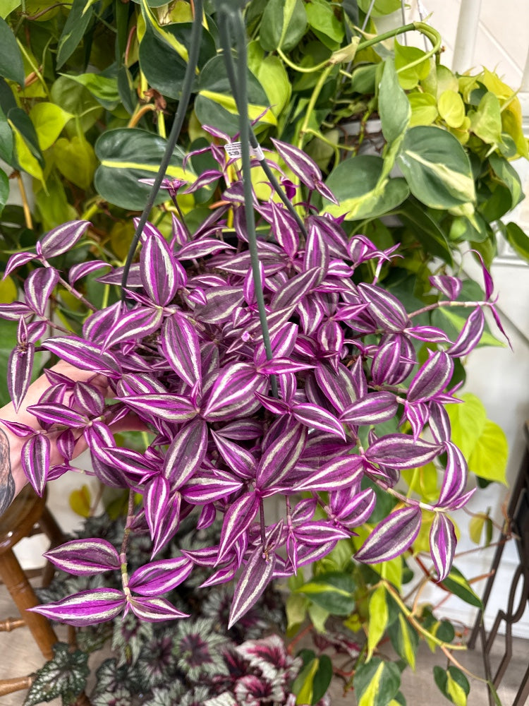 Tradescantia zebrina 'Pink Paradise' (#189201001771)