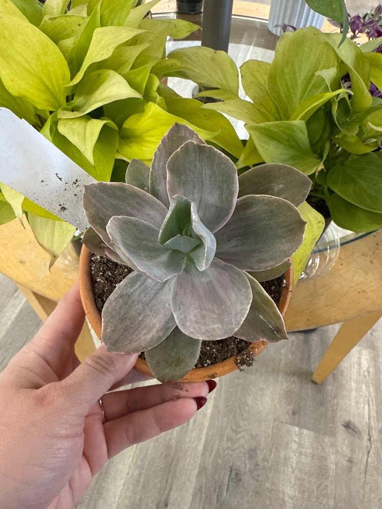 Echeveria cv. 'Decora' (#854843340137)