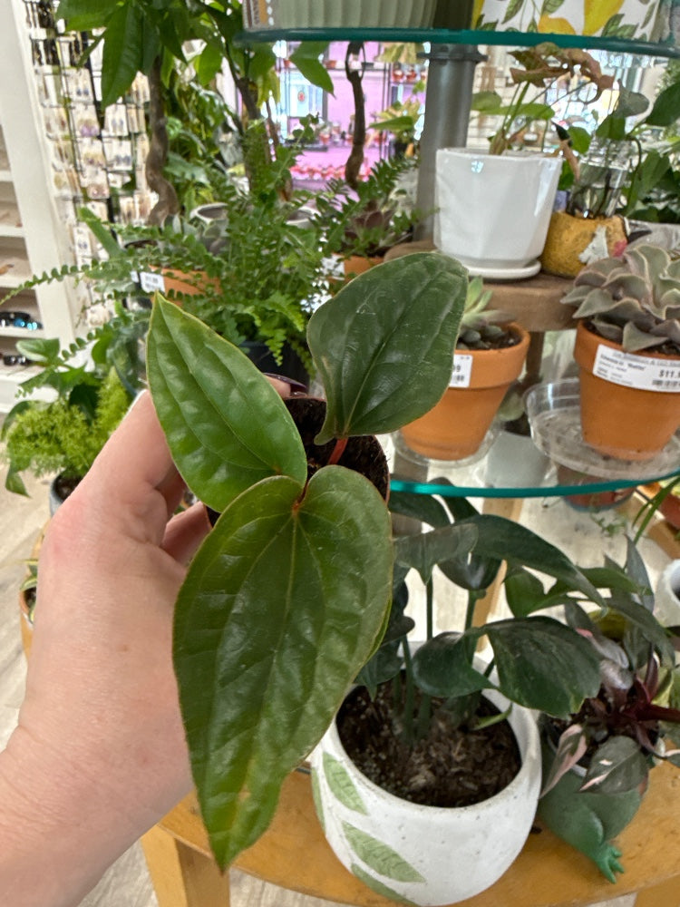 Anthurium luxurians X radicans (#370548282073)