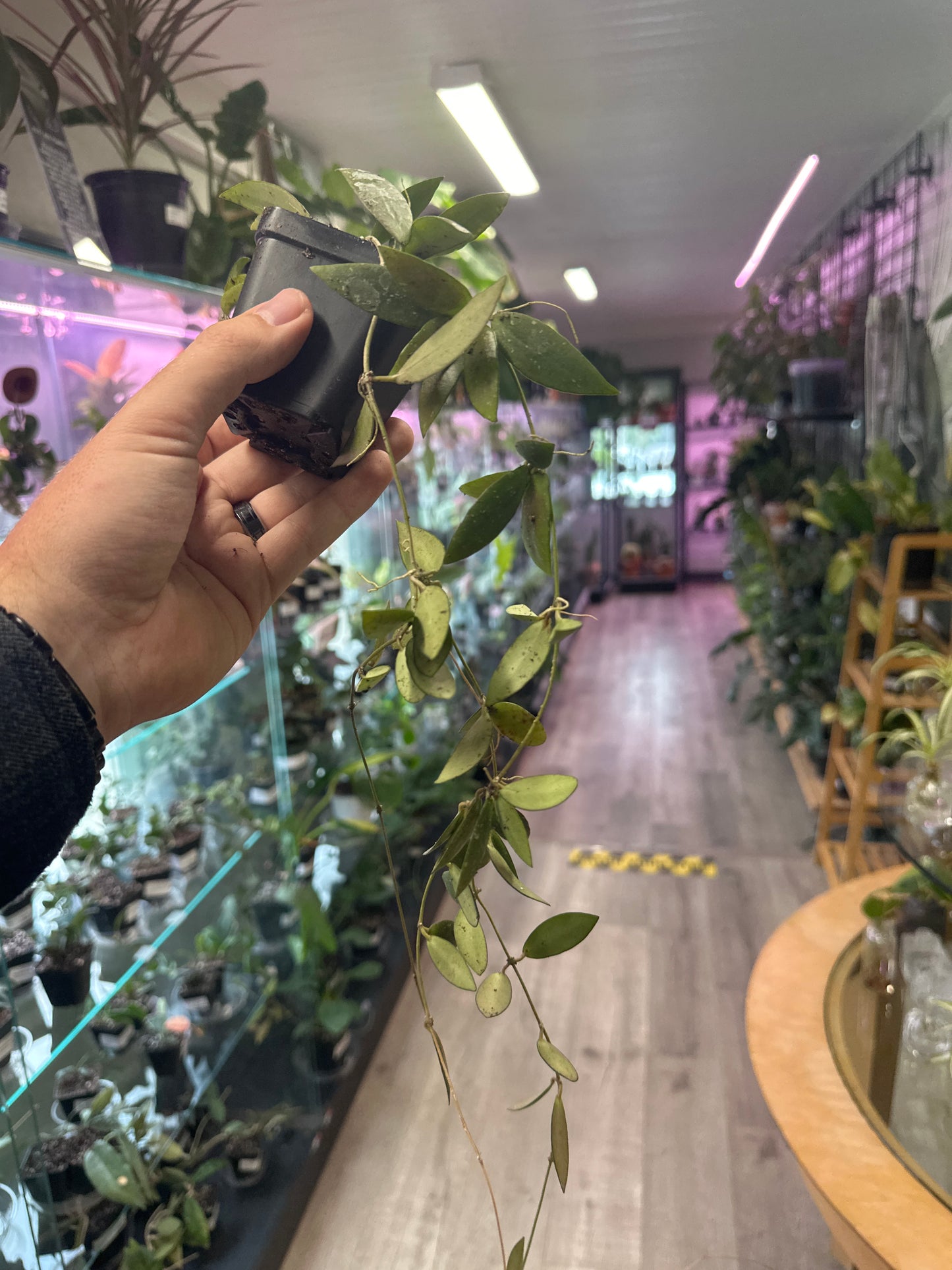 Hoya sigillatis 'sp sigillatis DD0034' (#945675676)