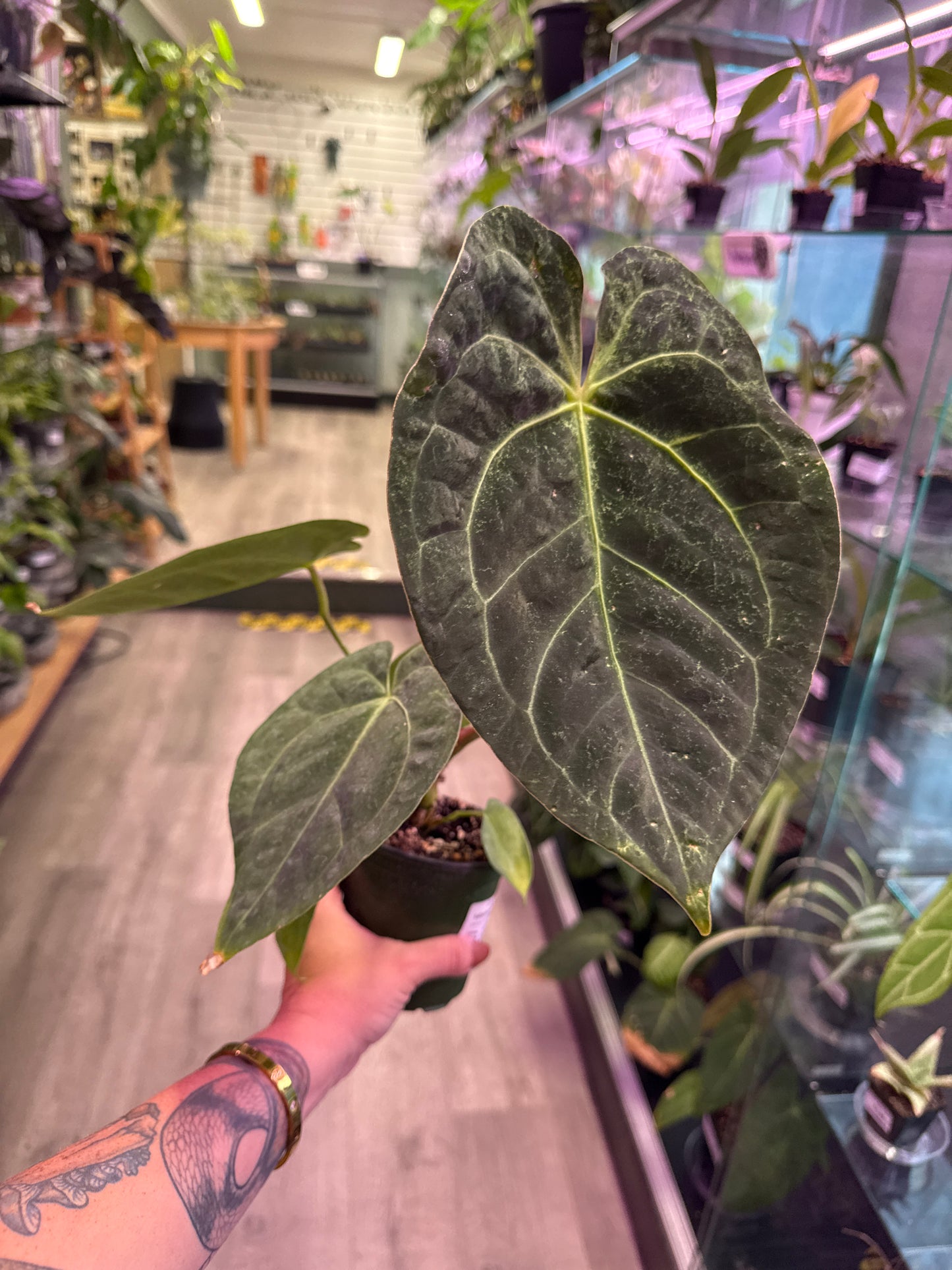 Anthurium noID (#117170777)