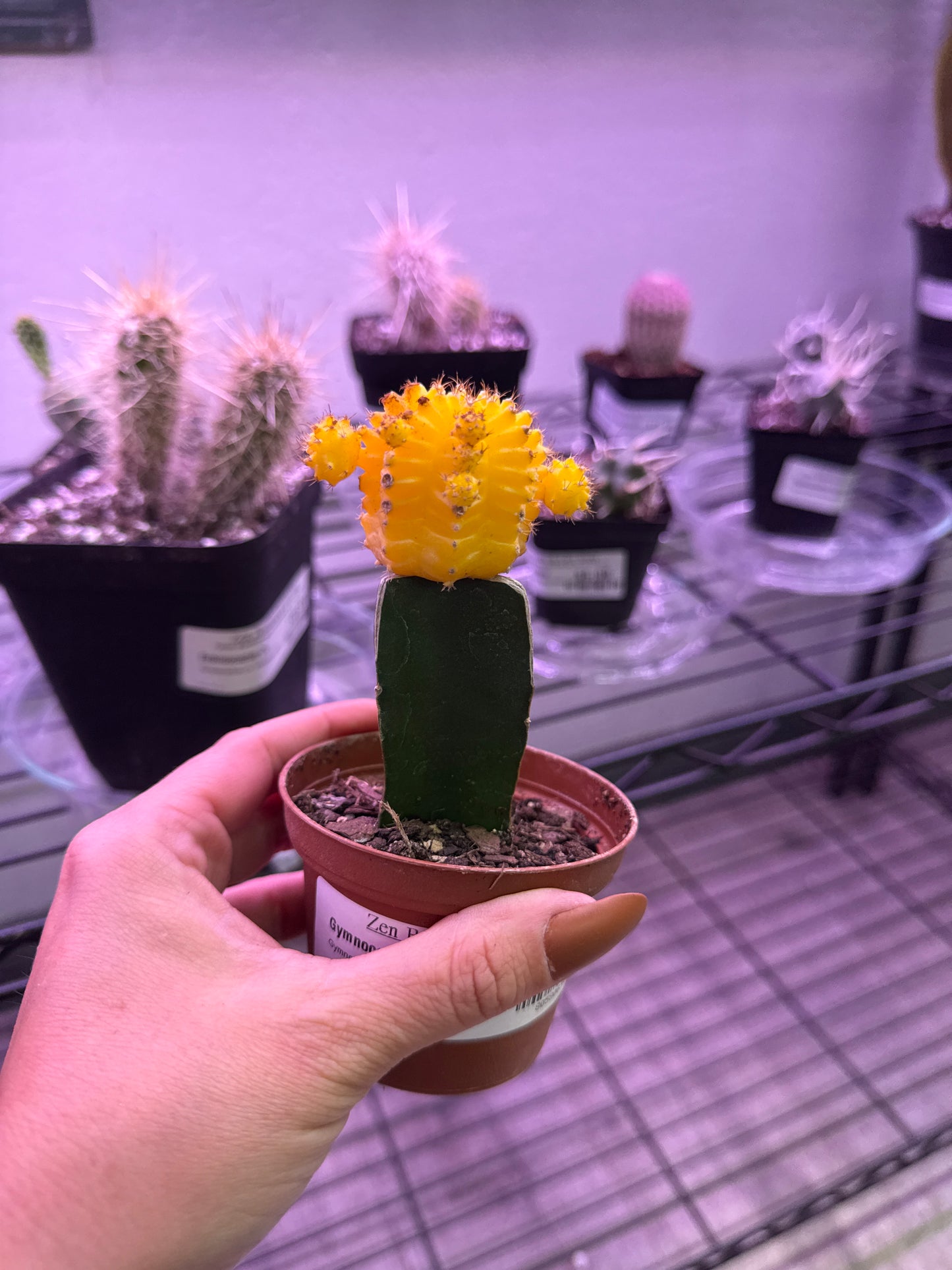 Gymnocalycium Mihanovichii 'Moon Cactus' (#805806349)