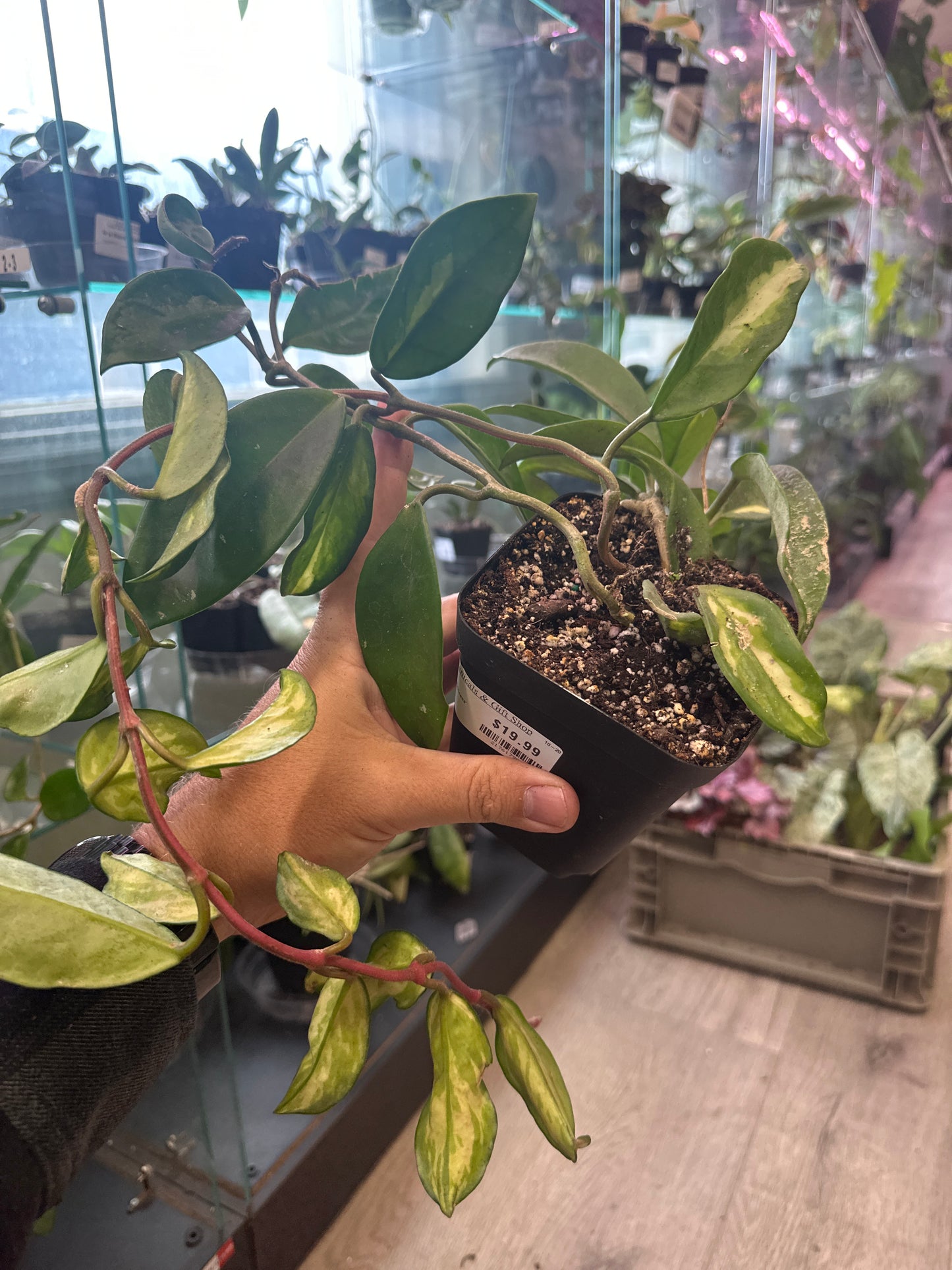 Hoya Carnosa 'Krimson Princess' (#217617980)