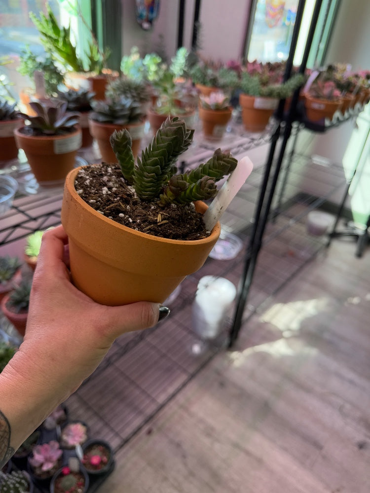 Crassula cv. 'Buddhas Temple' (#036266616935)