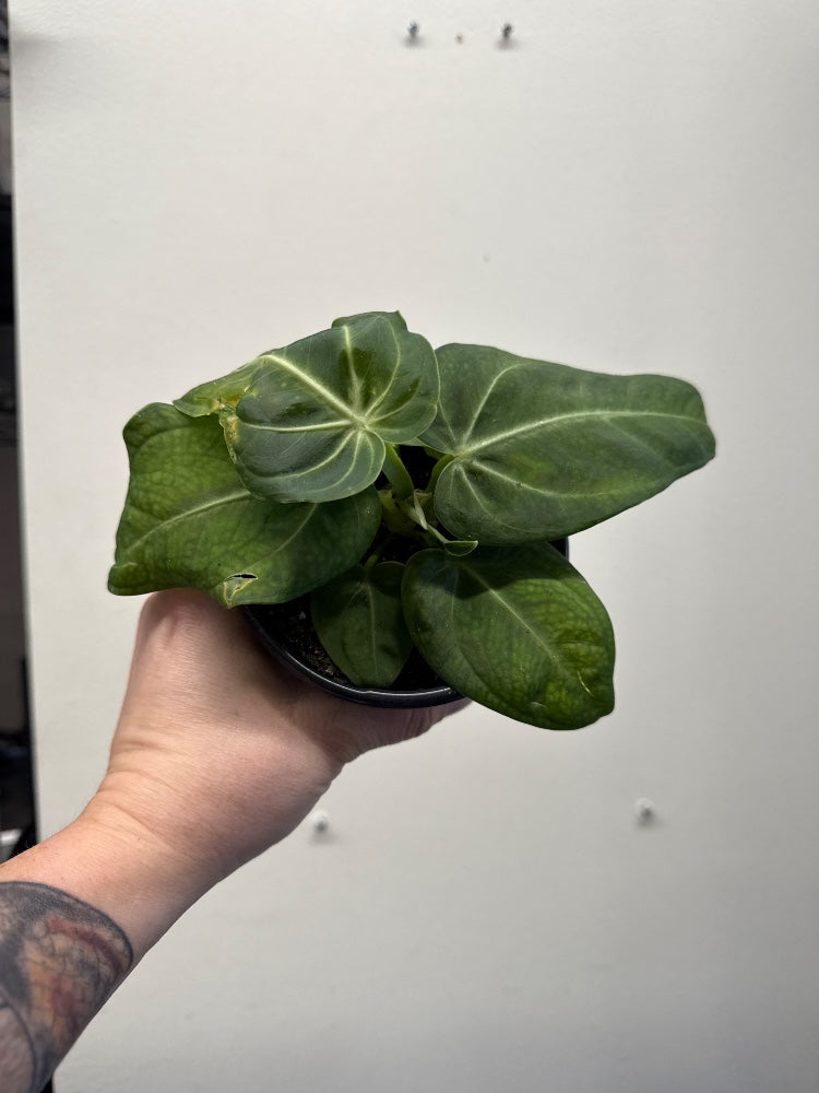 Anthurium villenaorum croat (#201586965509)