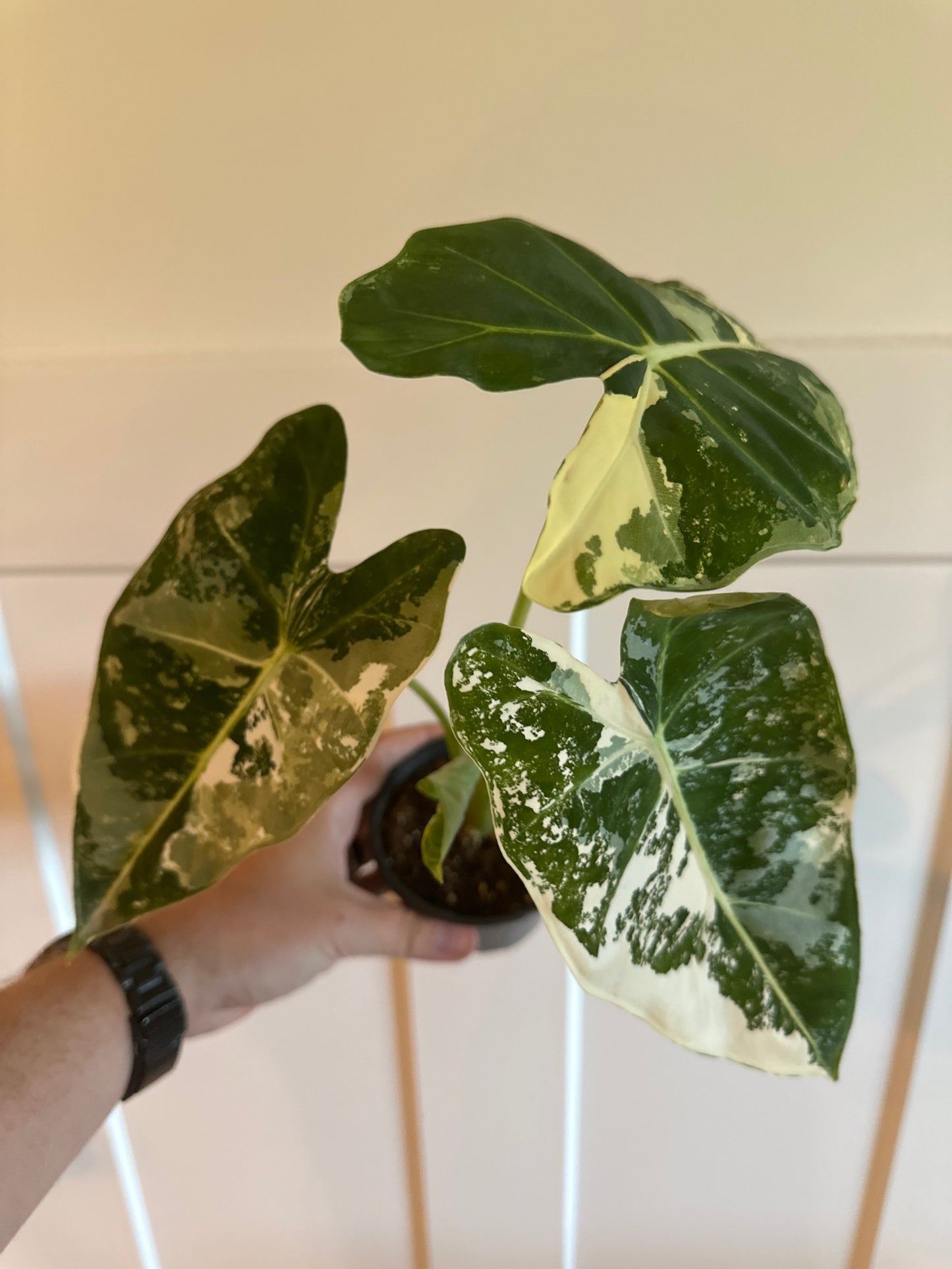 Alocasia Frydek 'Variegata' (#677949842)