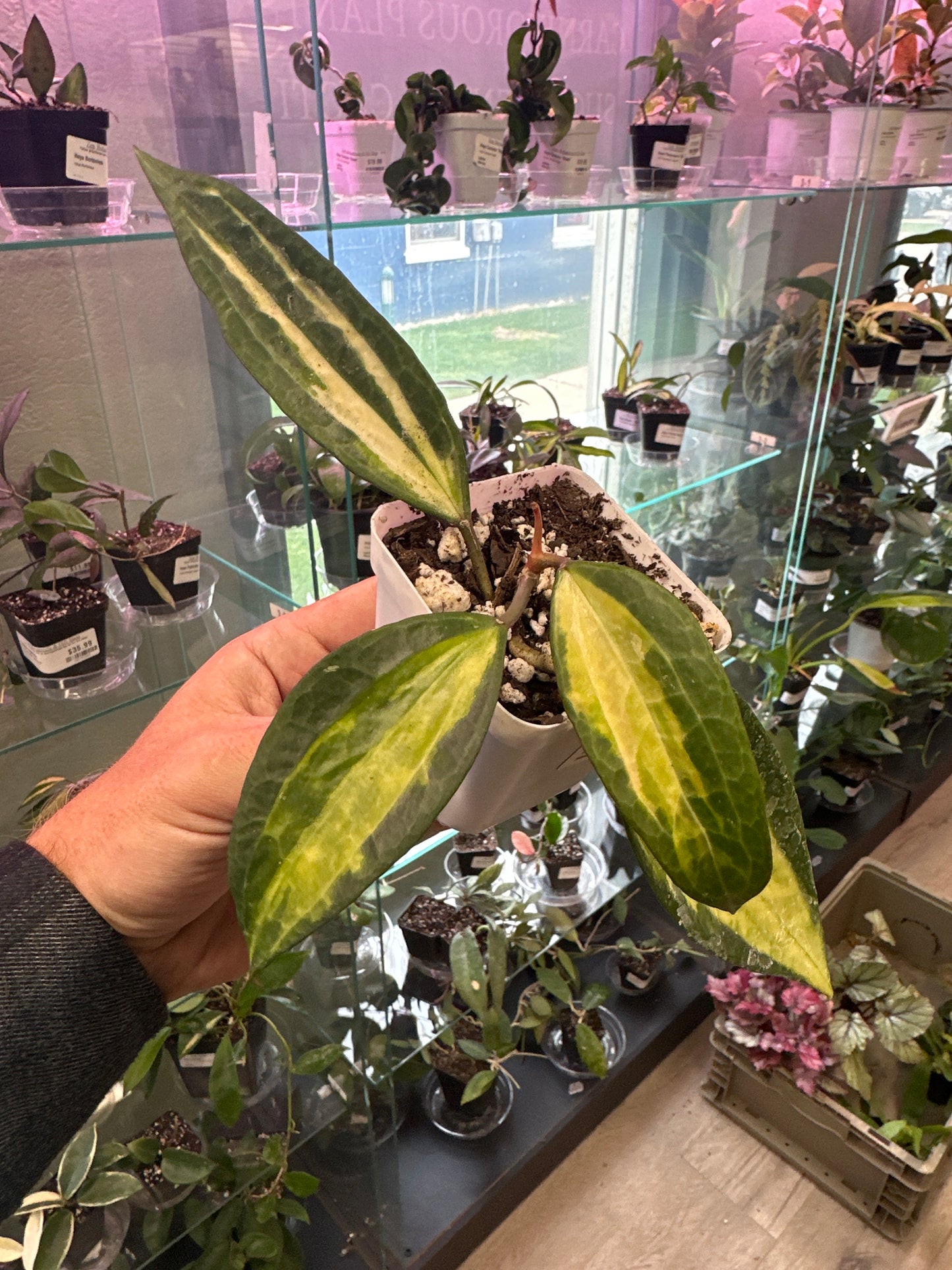 Hoya macrophylla 'Pot of Gold' (#708844470)