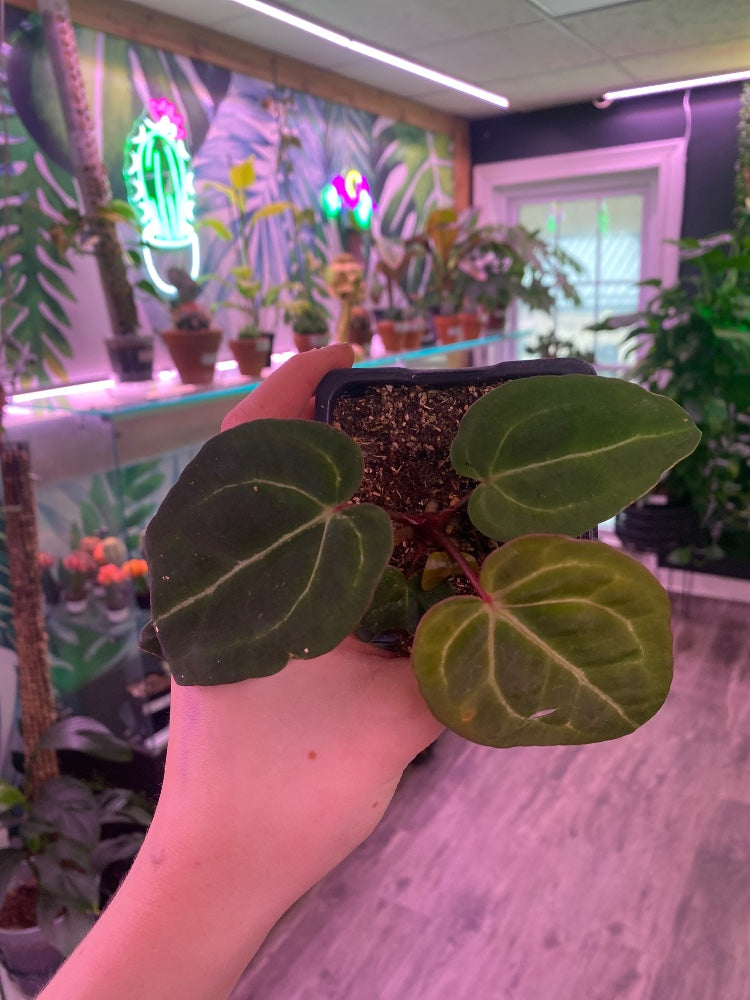 Anthurium noID (#757734516917)