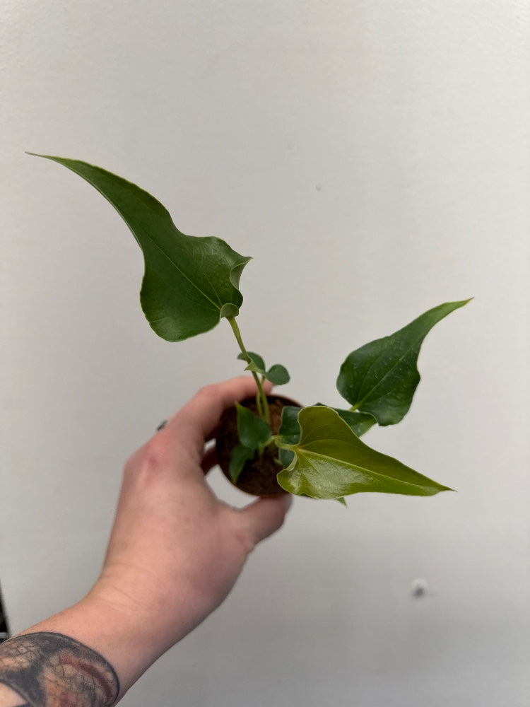 Anthurium ferrierense (#382717185323)