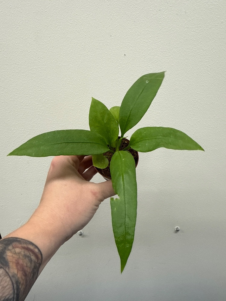 Anthurium vittarifolium (#572300172294)