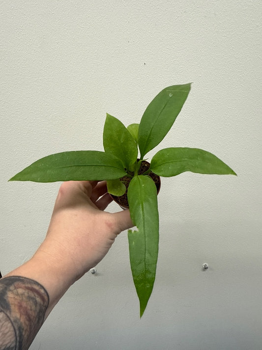 Anthurium vittarifolium (#572300172294)