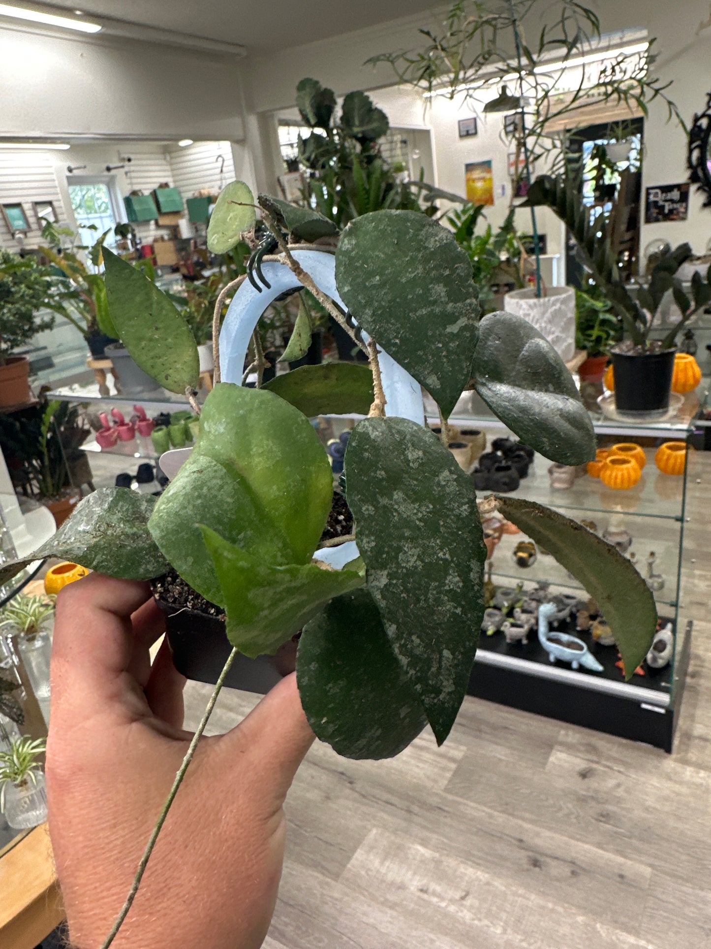 Hoya Caudata sumatra (#571383154)