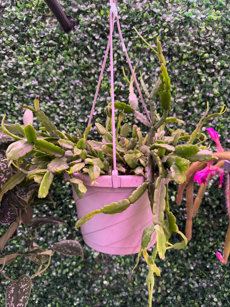 Rhipsalis Paradoxa (#869003037822)