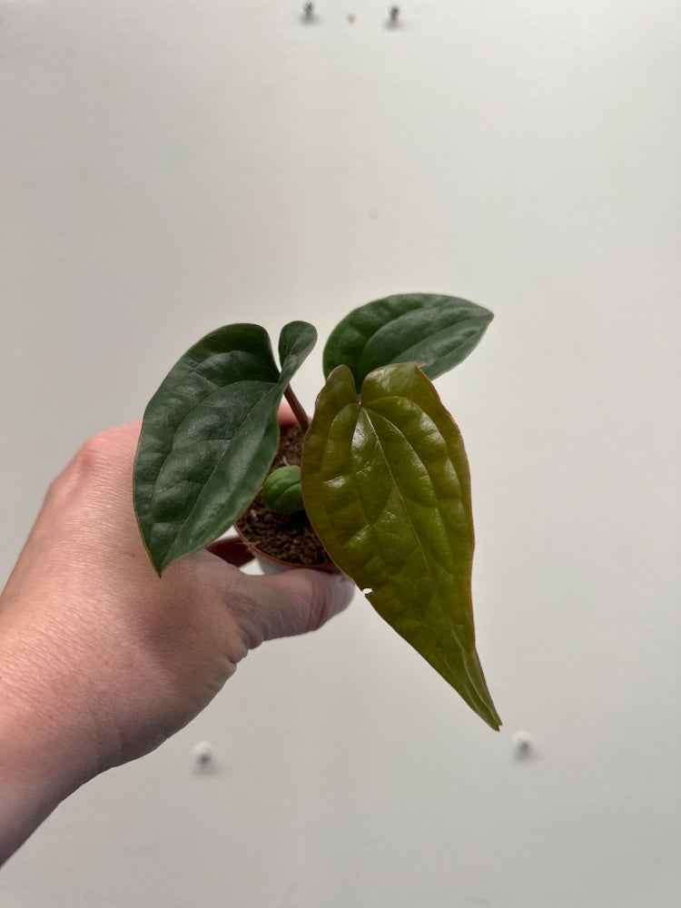 Anthurium luxurians X radicans (#494525447029)