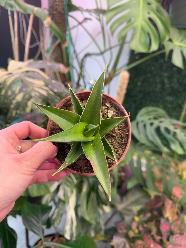 Sansevieria Mikado (#899307665053)