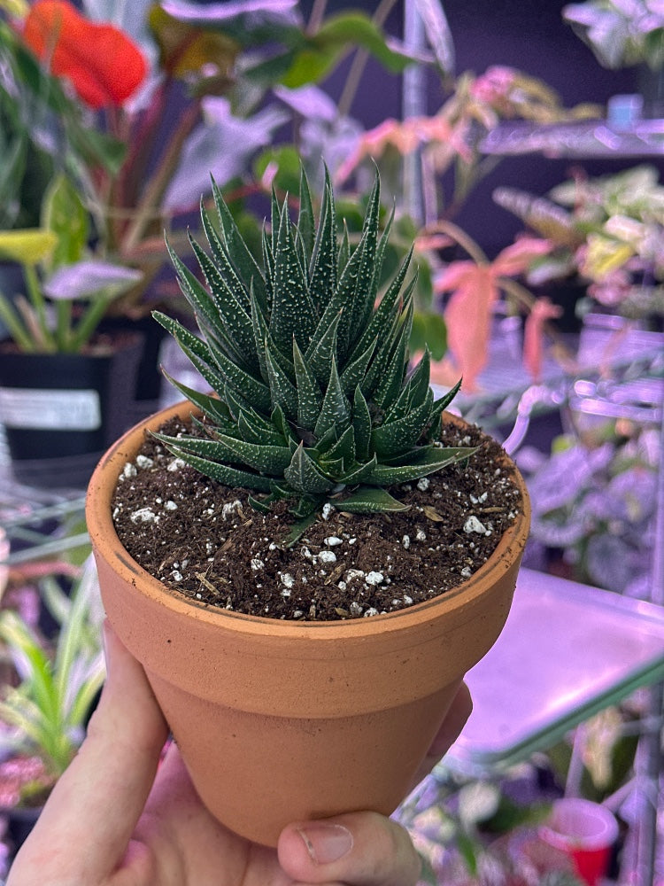 Haworthia herbacea (#585370749543)