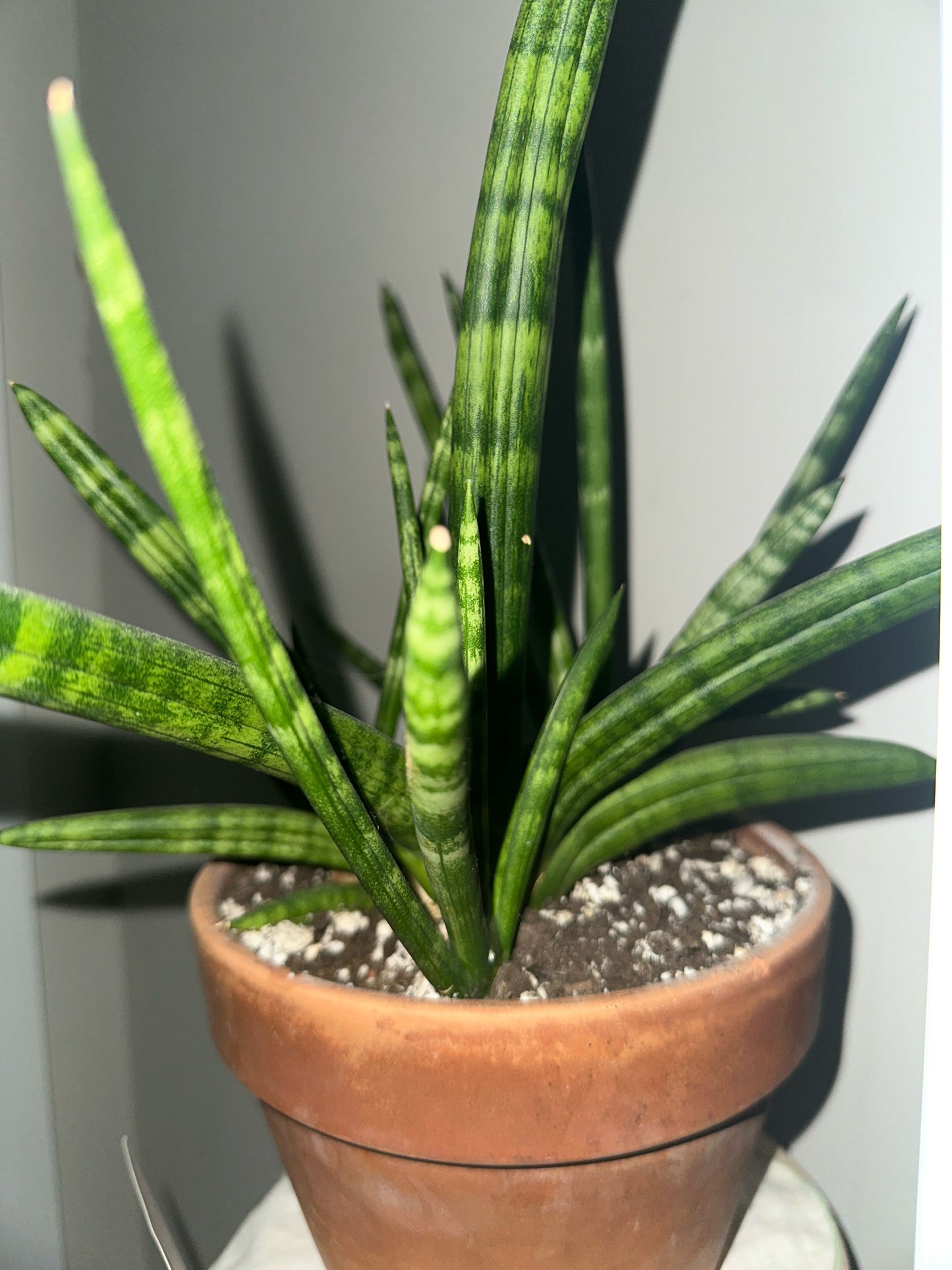 Sansevieria starfish 'Boncel' (#331840255)