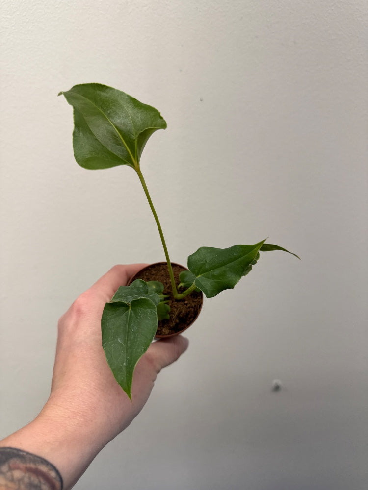 Anthurium ferrierense (#919621881779)