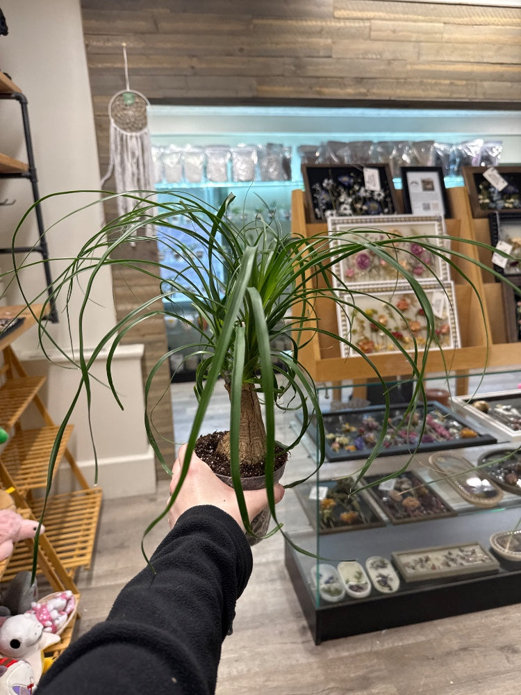 Beaucarnea recurvata 'Ponytail Palm' (#139609584064)