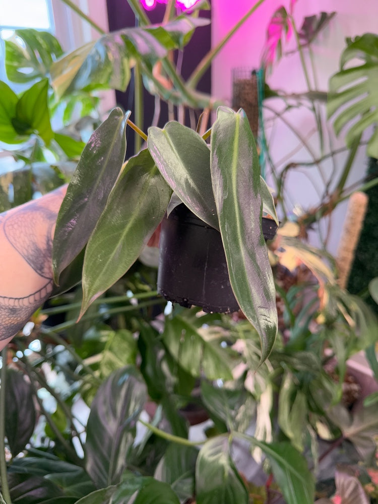 Philodendron Spiritus Sancti (#178917576405)