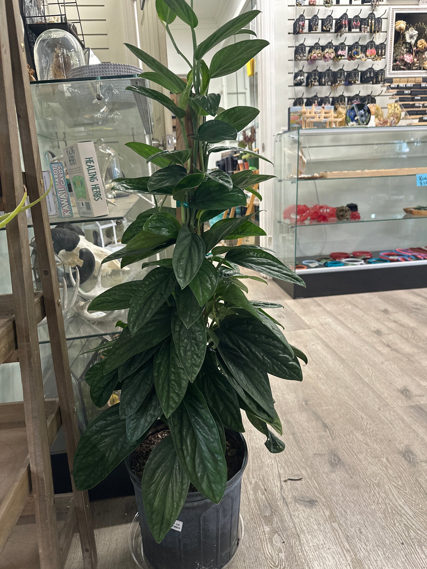 Monstera Karstenianum 'Peru' (#177126517)