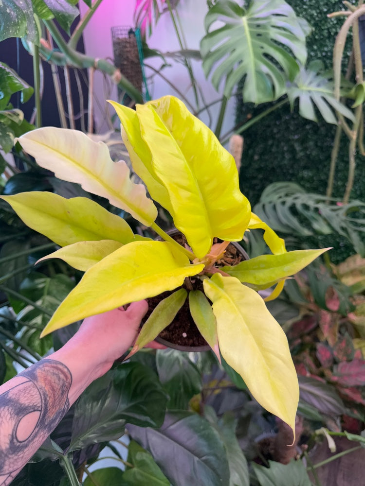 Philodendron pinnatifidum x melinonii 'Golden Crocodile' (#886416284629)