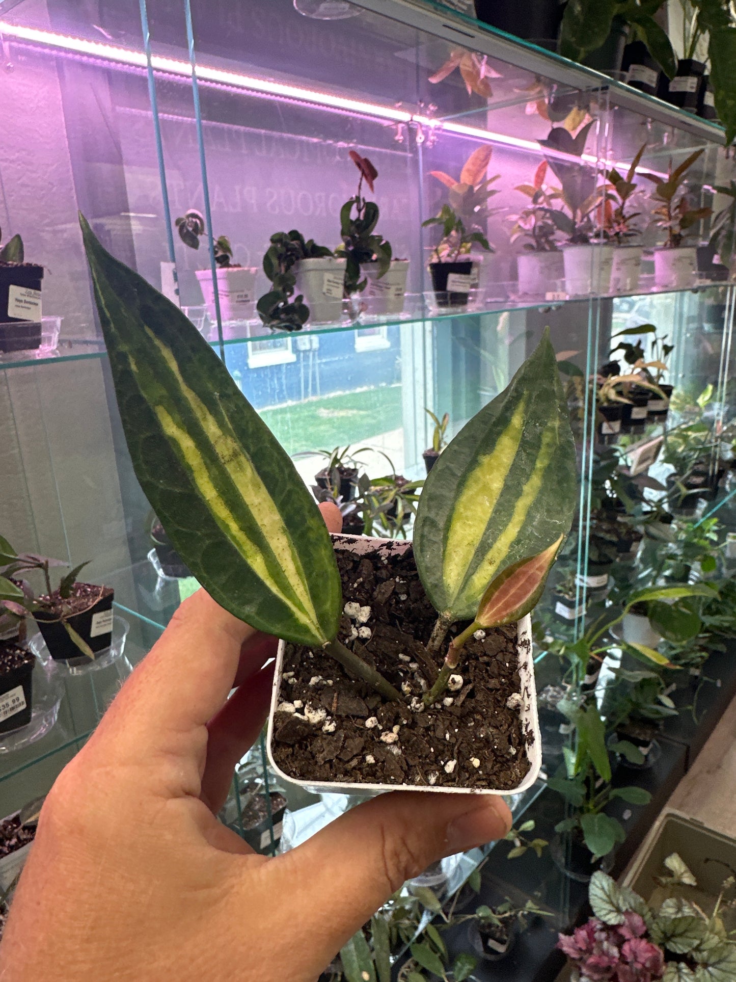 Hoya macrophylla 'Pot of Gold' (#246243106)