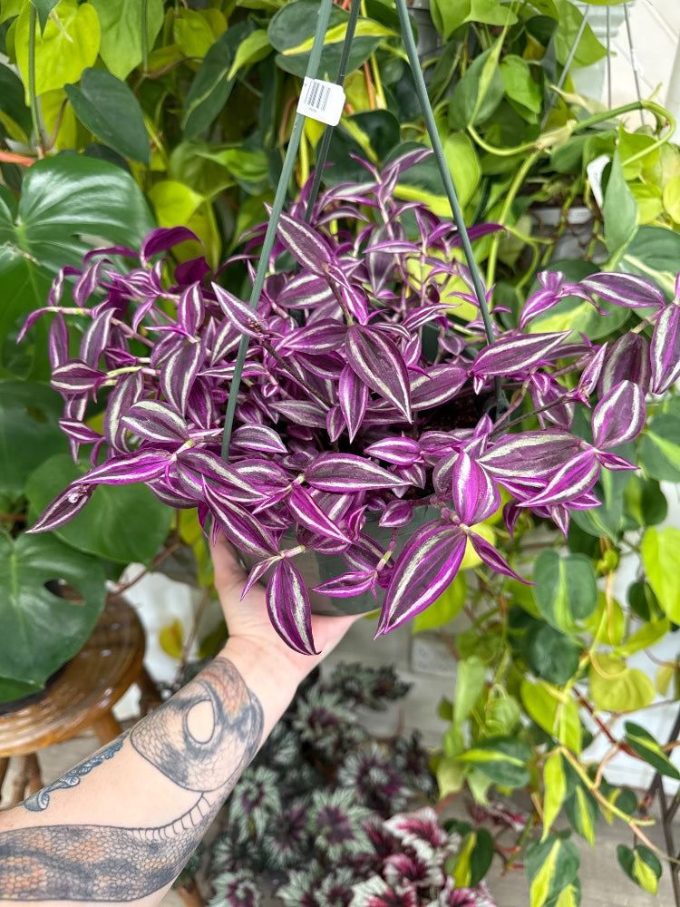 Tradescantia zebrina 'Pink Paradise' (#957312393638)