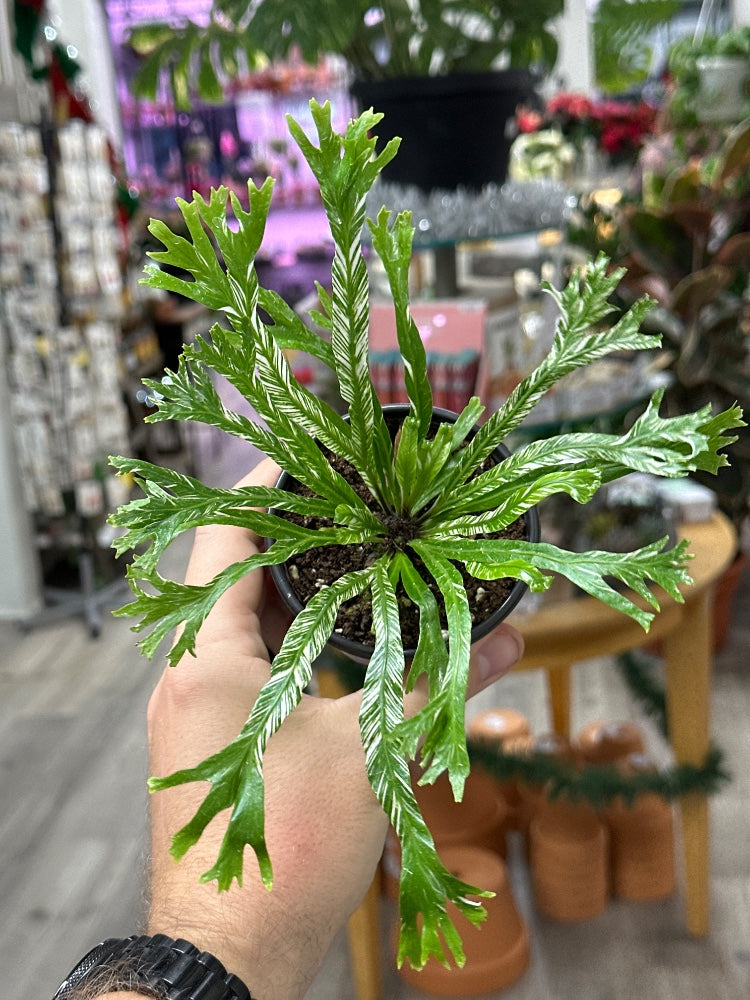 Asplenium nidus 'Variegated Birds Nest Fern' (#623802188985)