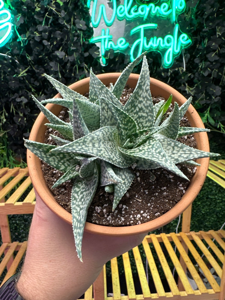 Aloe rauhii 'White Fox' (#728367385853)
