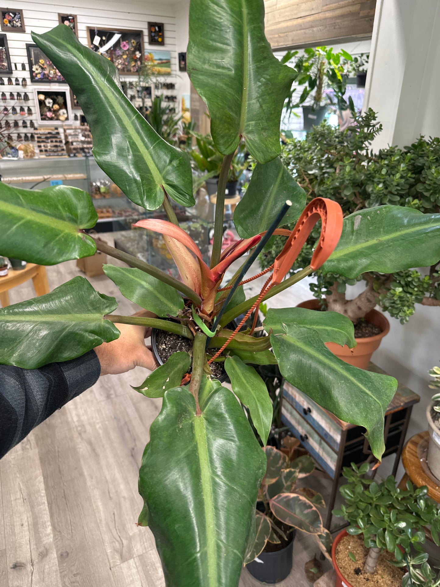 Philodendron Erubescens 'Orange Marmalade' (#929739867)