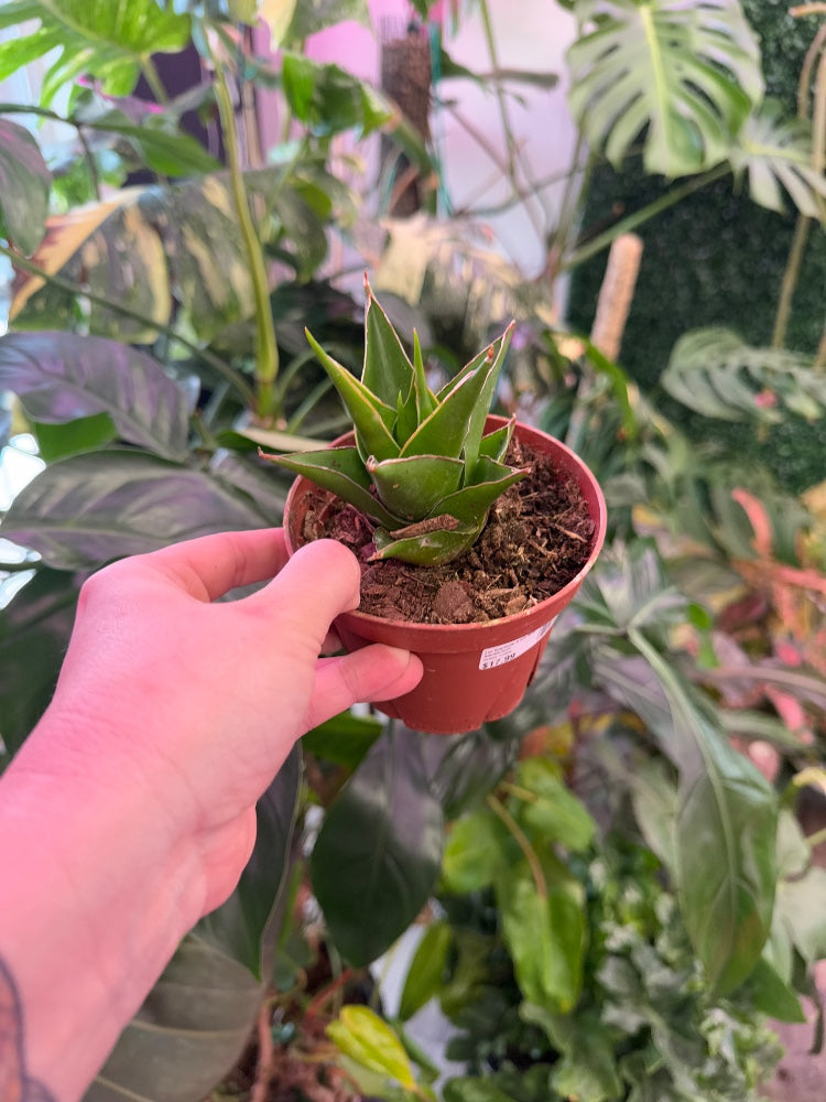 Sansevieria Green tower (#365647637906)